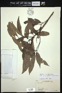 Castanopsis lanceifolia image