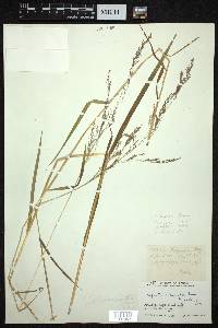 Agrostis micrantha image