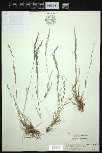 Agrostis filipes image