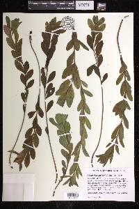 Euphorbia altaica image