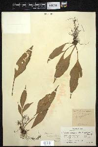 Asplenium finlaysonianum image