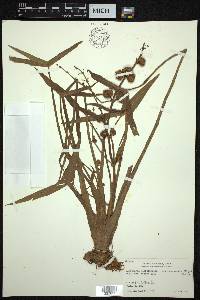 Sagittaria trifolia image