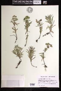 Euphorbia caesia image