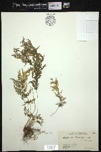 Asplenium tenuifolium image