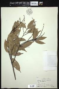 Castanopsis acuminatissima image