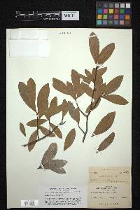 Quercus laurifolia image