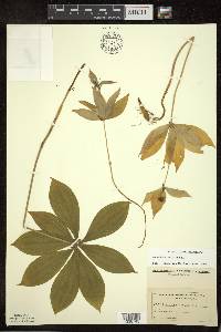 Medeola virginiana image