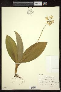 Clintonia borealis image