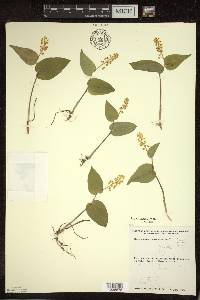 Maianthemum canadense var. canadense image