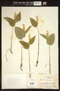 Maianthemum canadense var. interius image