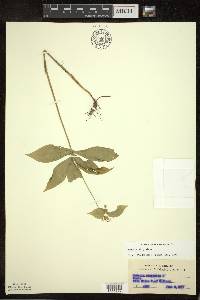 Medeola virginiana image