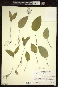 Maianthemum canadense var. interius image