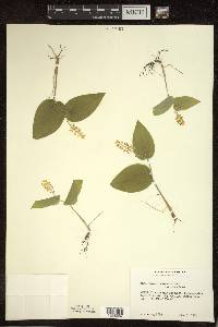 Maianthemum canadense var. canadense image