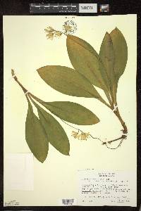 Clintonia borealis image