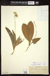 Clintonia borealis image