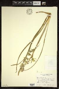Ornithogalum nutans image