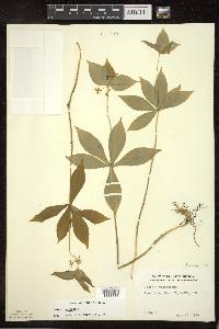 Medeola virginiana image