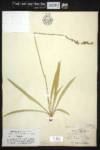 Aletris farinosa image