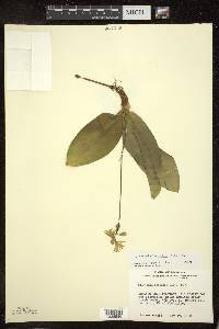 Clintonia borealis image