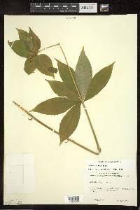 Medeola virginiana image