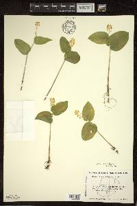 Maianthemum canadense var. canadense image