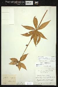 Medeola virginiana image