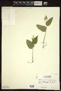 Maianthemum canadense var. canadense image