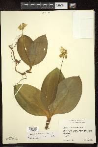 Clintonia borealis image