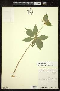 Medeola virginiana image