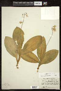 Clintonia borealis image