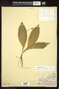 Clintonia borealis image