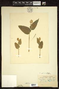 Maianthemum canadense image