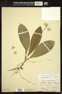 Clintonia borealis image