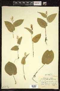 Maianthemum canadense var. canadense image