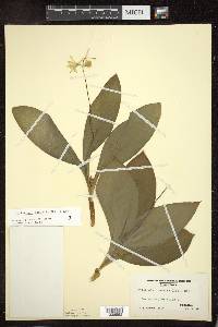 Clintonia borealis image