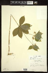 Medeola virginiana image