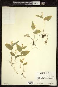 Maianthemum canadense var. canadense image