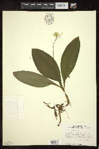 Clintonia borealis image