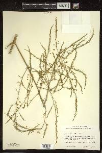 Asparagus officinalis image