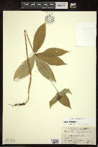 Medeola virginiana image