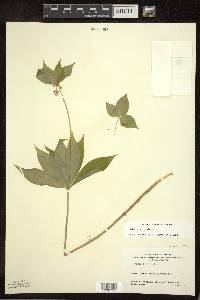 Medeola virginiana image