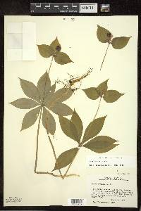 Medeola virginiana image