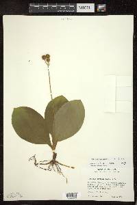 Clintonia borealis image