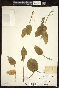 Maianthemum canadense var. interius image