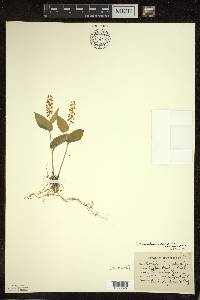 Maianthemum canadense var. canadense image