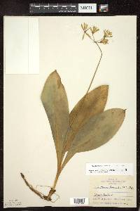 Clintonia borealis image