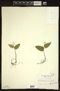 Maianthemum canadense image