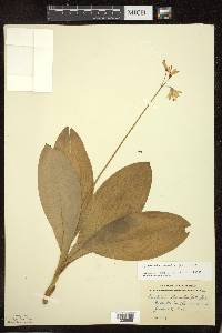 Clintonia borealis image