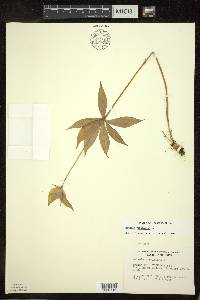 Medeola virginiana image