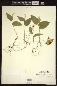 Maianthemum canadense var. canadense image